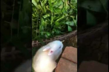 Cute Baby Rabbit