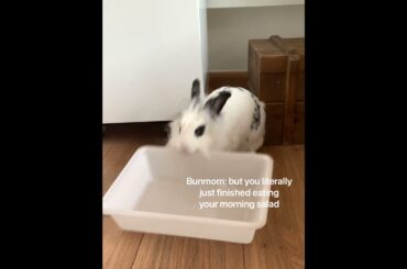 Bunny DEMANDS food AGAIN! | Lily Bobtail