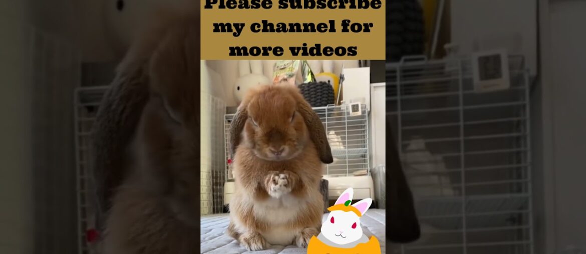 11 cute rabbit!cute rabbit nd dog videos!cute rabbit baby #shorts  cute rabbit funny videos, #shorts
