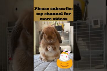 11 cute rabbit!cute rabbit nd dog videos!cute rabbit baby #shorts  cute rabbit funny videos, #shorts