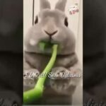 Cute Bunny Loves to Eat Swamp Cabbage #shorts