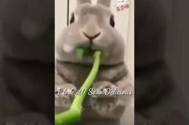 Cute Bunny Loves to Eat Swamp Cabbage #shorts