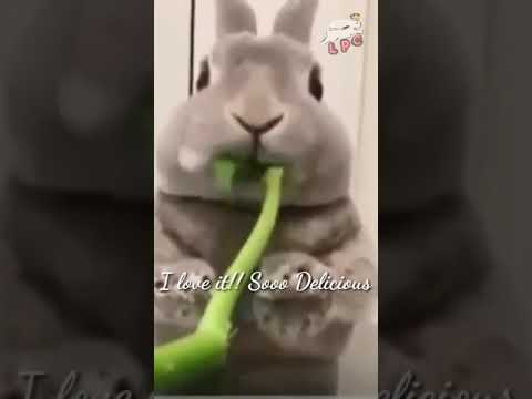 Cute Bunny Loves to Eat Swamp Cabbage #shorts