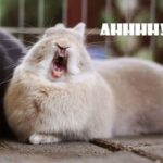AHHH Cute Bunny Ugly Yawning