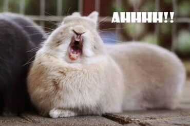AHHH Cute Bunny Ugly Yawning