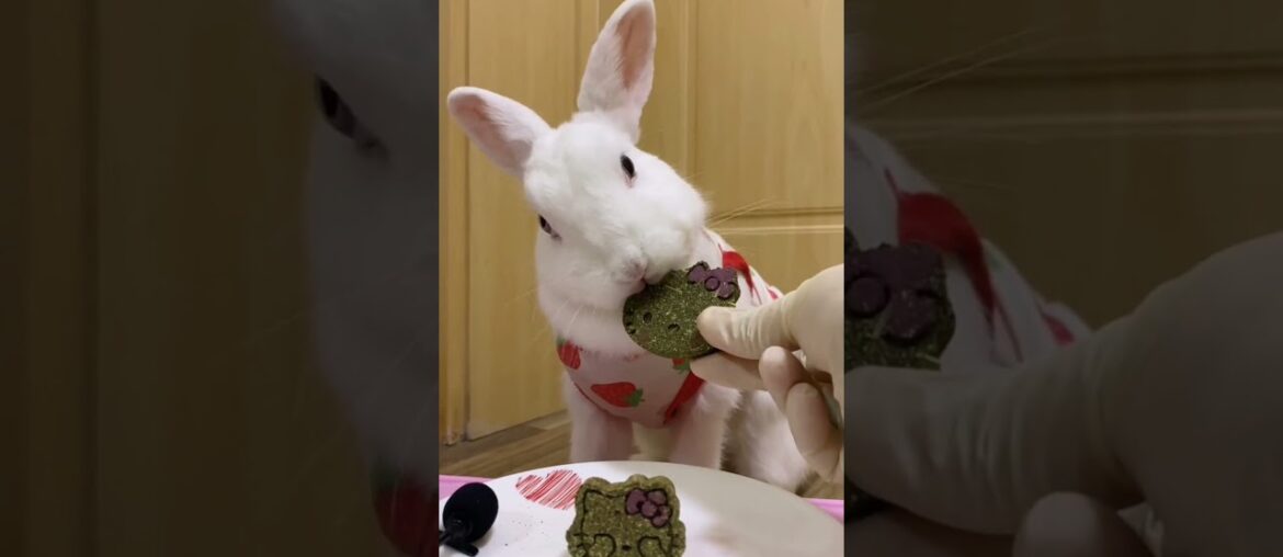Cute Rabbit And Cute Bunny Cookies Videos Compilation #562 Cute Rabbit And Cute Bunny Cookies Videos Compilation #562
