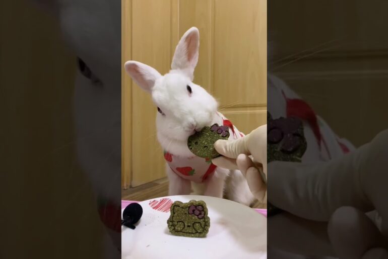 Cute Rabbit And Cute Bunny Cookies  Videos Compilation  #562