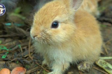 The Cutest Baby Bunny Rabbit Growing Up 1 to 21 Days