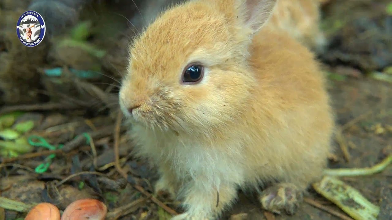 The Cutest Baby Bunny Rabbit Growing Up 1 to 21 Days