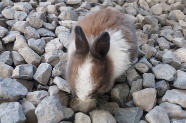 cute animals - rabbit - short video - baby rabbit