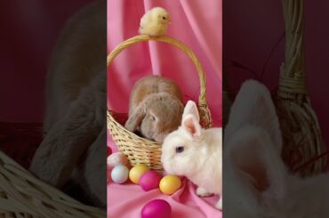 Lovely Cute Rabbit #bunny#rabbit#bunnylover#cute#bunnies#rabbits#love#pet#short#animal#rabitlover#so