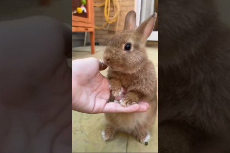 Cute Baby Bunny Rabbit Video Eating Snacks #Shorts