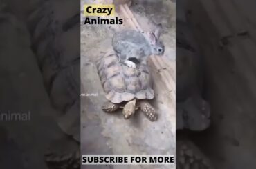 Cute Bunny Riding The Turtle #Shorts