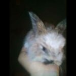 My beautiful Rabbit Baby Bunny Shorts Video, Cute Baby Pet,  #bunny   @Animals Kingdom