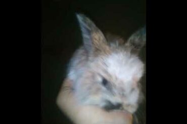 My beautiful Rabbit Baby Bunny Shorts Video, Cute Baby Pet,  #bunny   @Animals Kingdom