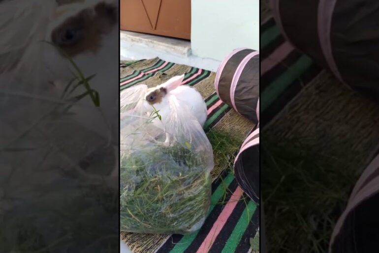 My Rabbit is Eating Grass | Cute Rabbit