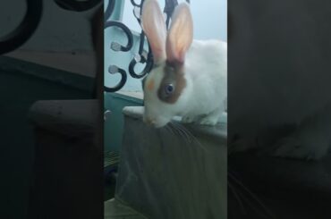 My Cute Rabbit | Pet Rabbit