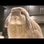 Cute bunny | Outdoor Rabbit | baby bunny