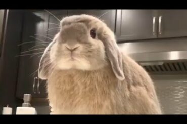 Cute bunny | Outdoor Rabbit | baby bunny