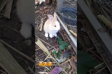 Cute Baby Rabbit Eating  | #shorts