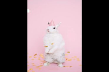 wow so cute bunny rabbit #shorts