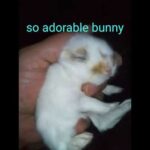 So Adorable Baby Bunny Shorts Video, Cuts Pet Babies Video, #bunny   @Animals Kingdom