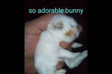 So Adorable Baby Bunny Shorts Video, Cuts Pet Babies Video, #bunny   @Animals Kingdom