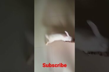 cute rabbit// rabbit sound || rabbit baby #shorts #rabbitguru #youtubeshorts