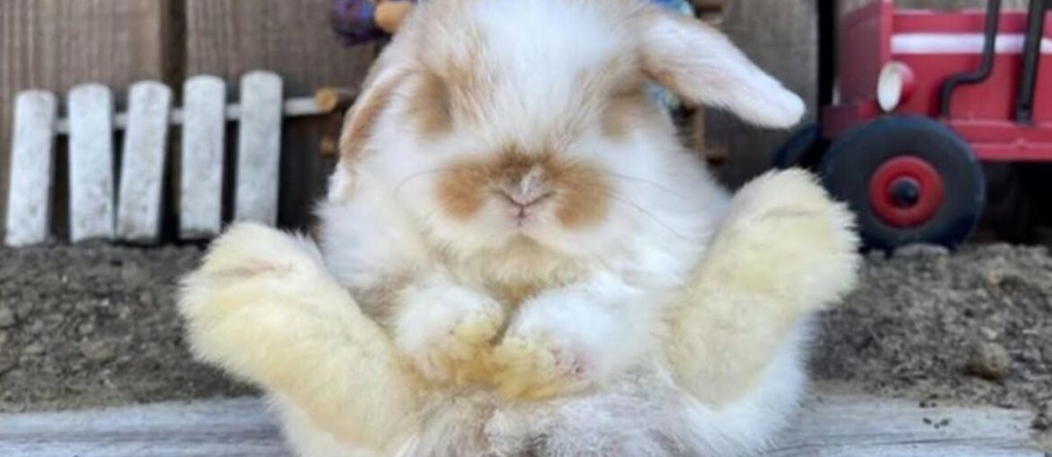 Funny Bunny | AWW So Cute Baby Bunny Rabbits With Funny Moments 2021