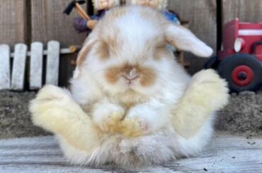 Funny Bunny | AWW So Cute Baby Bunny Rabbits With Funny Moments 2021