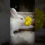 Cute baby rabbit eating flower || Albino rabbit || #cutepets