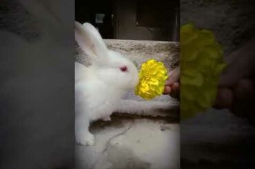 Cute baby rabbit eating flower || Albino rabbit || #cutepets
