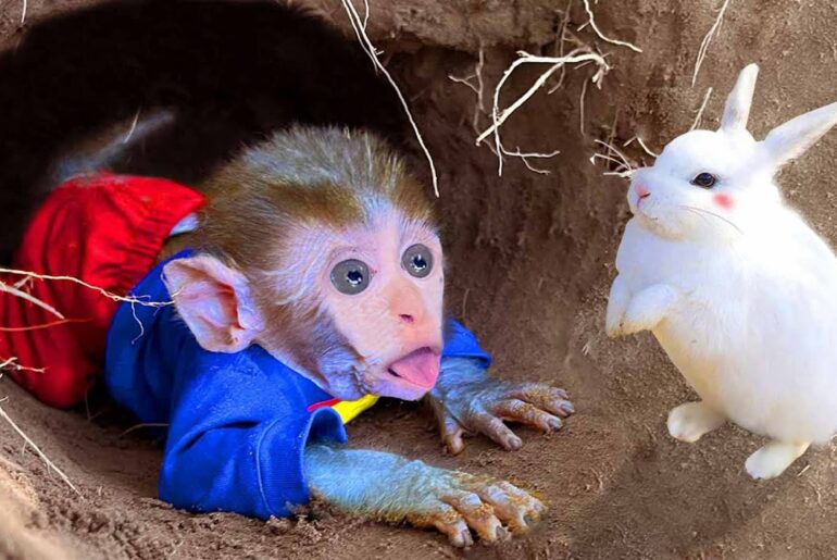 Animal Monkey Funny and Cute Baby Bunny Rabbit Videos in the Hole!