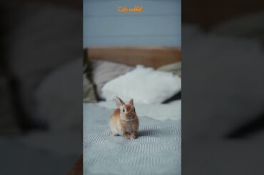Cute rabbit Motivation changes life #shorts