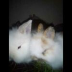Cute Baby Bunnies Rabbit Eating, Animal Video, #shorts  #bunnies  @Animals Kingdom