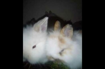 Cute Baby Bunnies Rabbit Eating, Animal Video, #shorts  #bunnies  @Animals Kingdom