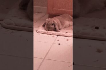 Cute bunny relaxing! #lofibeats #rabbit