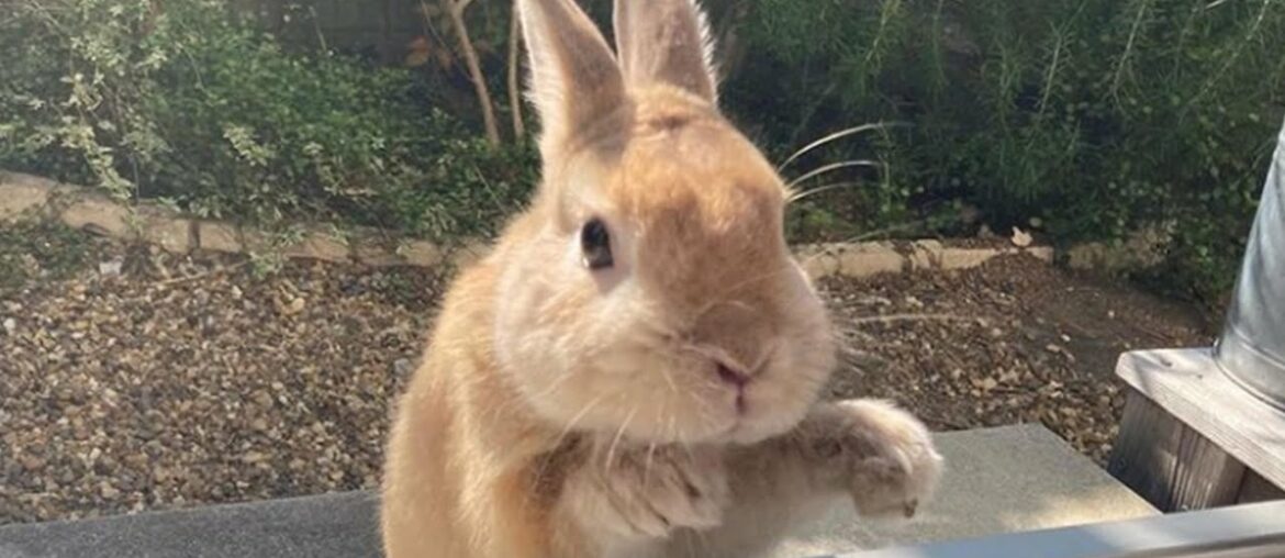 AWW SOO Cute Moments With Baby Bunnies | Cutest Baby Bunnies | Bunnies 2021 AWW SOO Cute Moments With Baby Bunnies | Cutest Baby Bunnies | Bunnies 2021