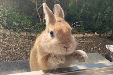 AWW SOO Cute Moments With Baby Bunnies | Cutest Baby Bunnies | Bunnies 2021