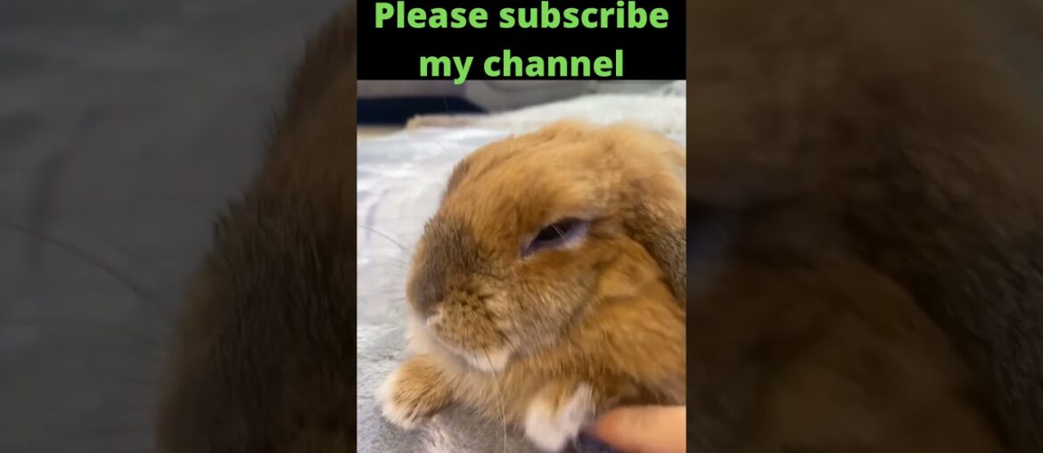 15 cute rabbit!cute rabbit nd dog videos!cute rabbit baby #shorts  cute rabbit funny videos, #shorts