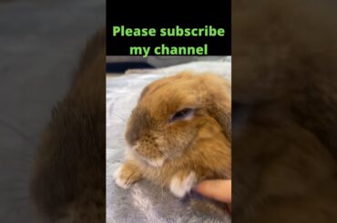 15 cute rabbit!cute rabbit nd dog videos!cute rabbit baby #shorts  cute rabbit funny videos, #shorts