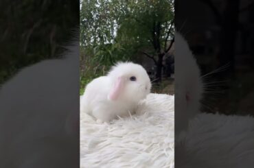 Cute Rabbit eating show #shorts