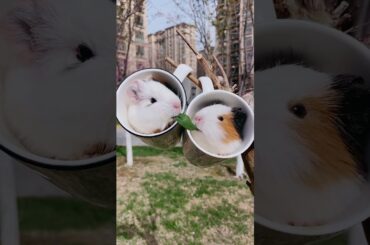 Kuma QQ #short video  720