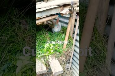cute Rabbit short video!!