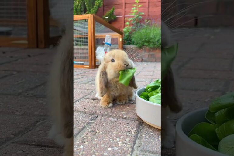 Cute rabbit eating cabbage || Holland lop rabbit