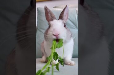 Bunny Eats Coriander | Baby Bunny #shorts