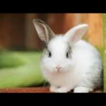 MY cute bunny rabbit khargosh kharha  #shorts #rabbit