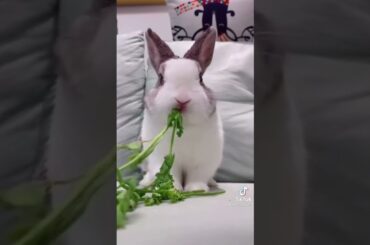cute bunny