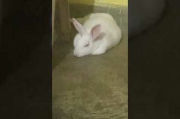 cute bunny || #shorts