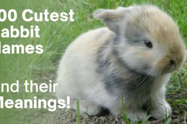 100 Cute Rabbit Names and Meanings, 50 Boy and 50 Girl Bunny Names!